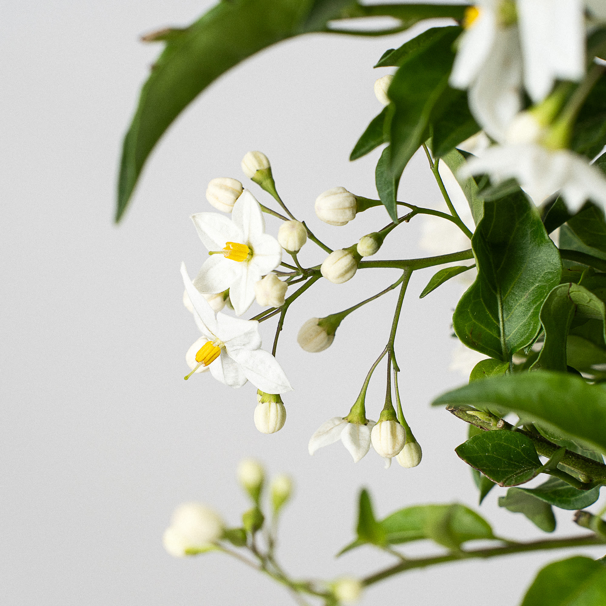 Solanum jasminoides - Copa | Fronda