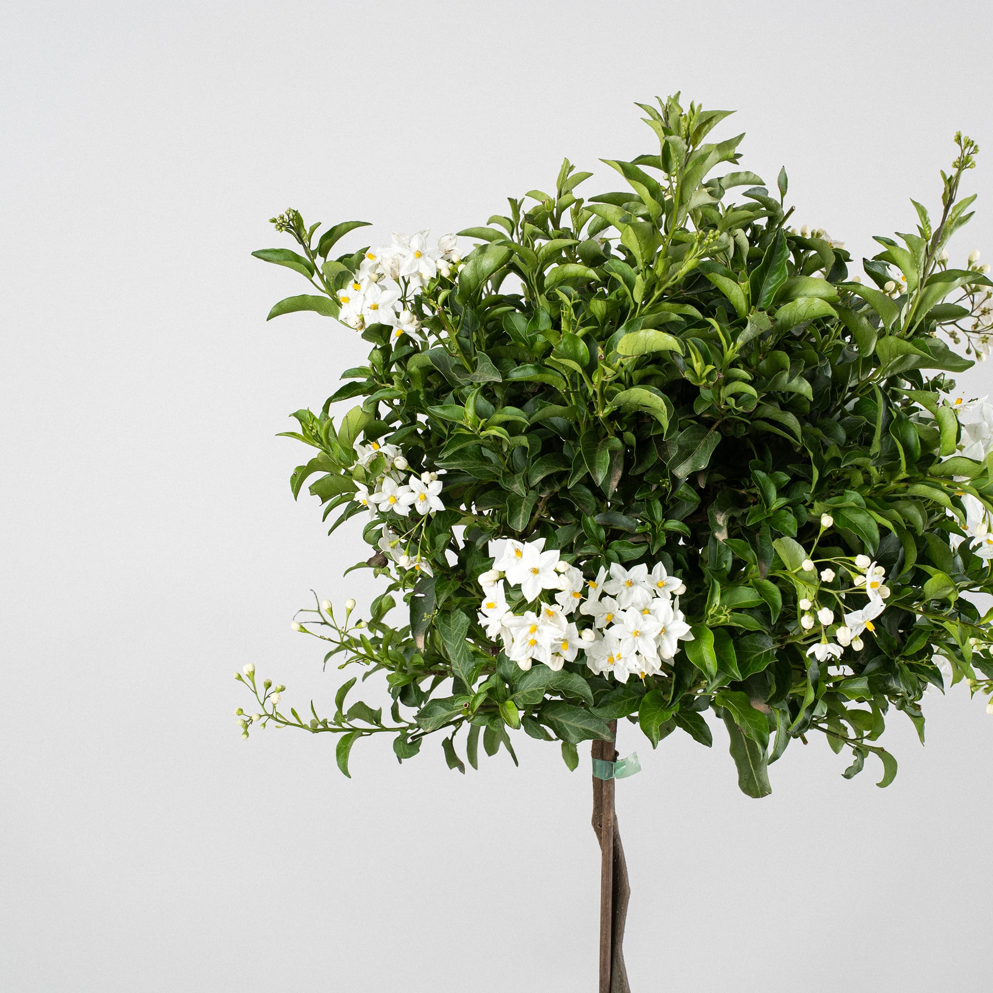 Solanum jasminoides - Copa | Fronda