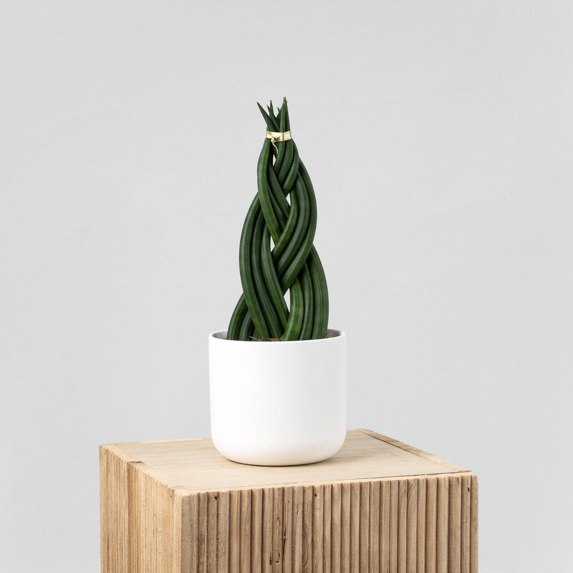 Sansevieria cylindrica Trenzada | Fronda
