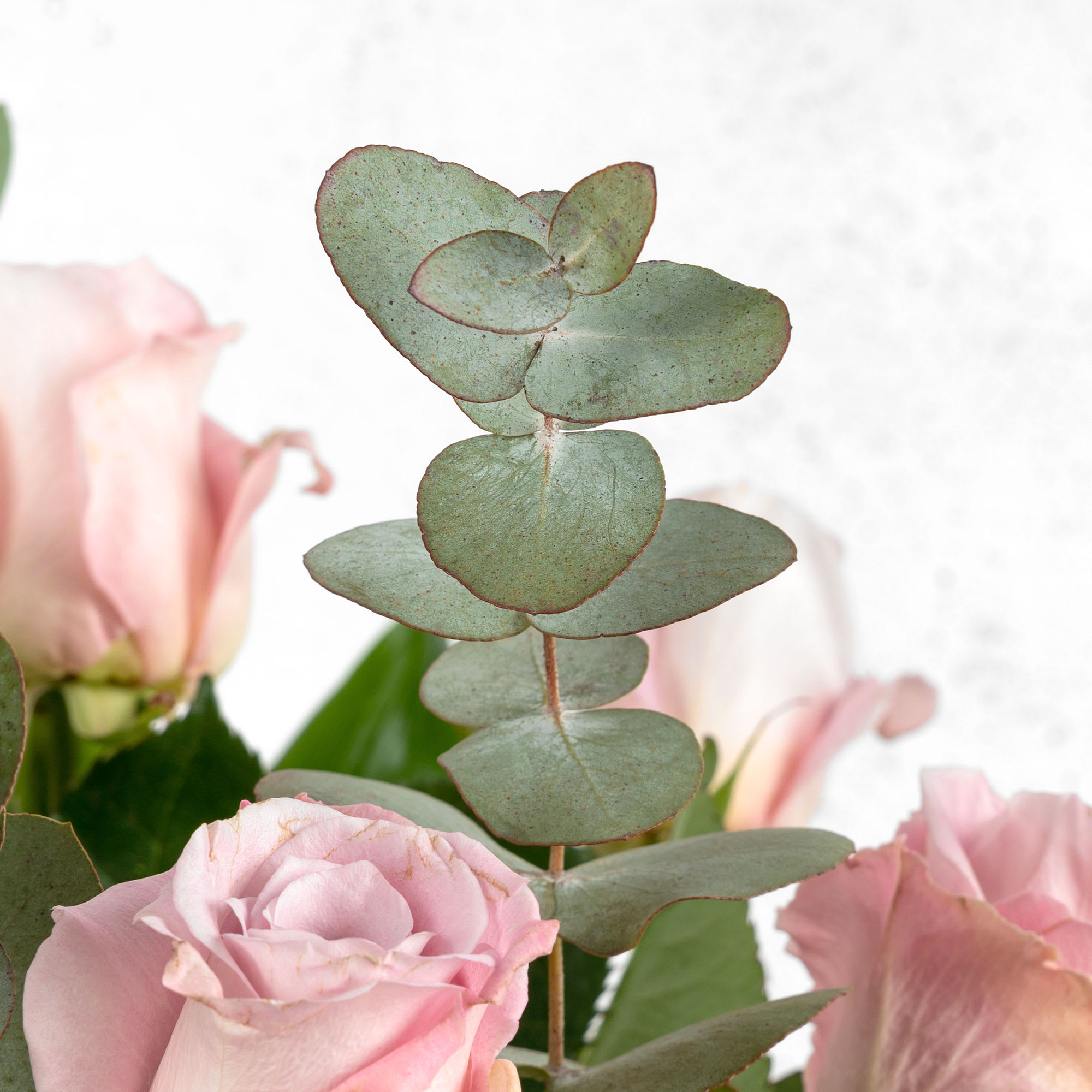 Envío de pétalos de rosas, Pétalos de rosas naturales