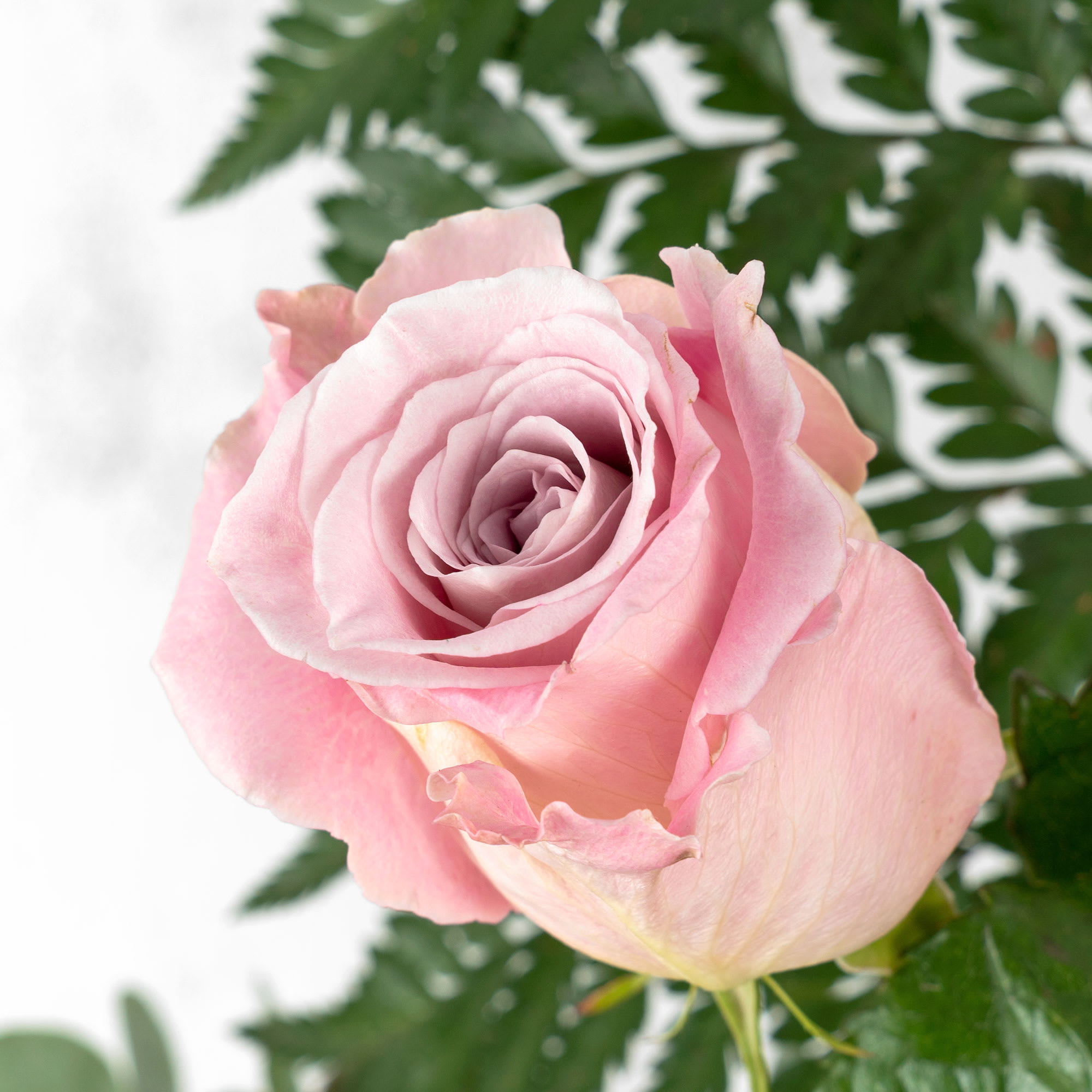 Envío de pétalos de rosas, Pétalos de rosas naturales