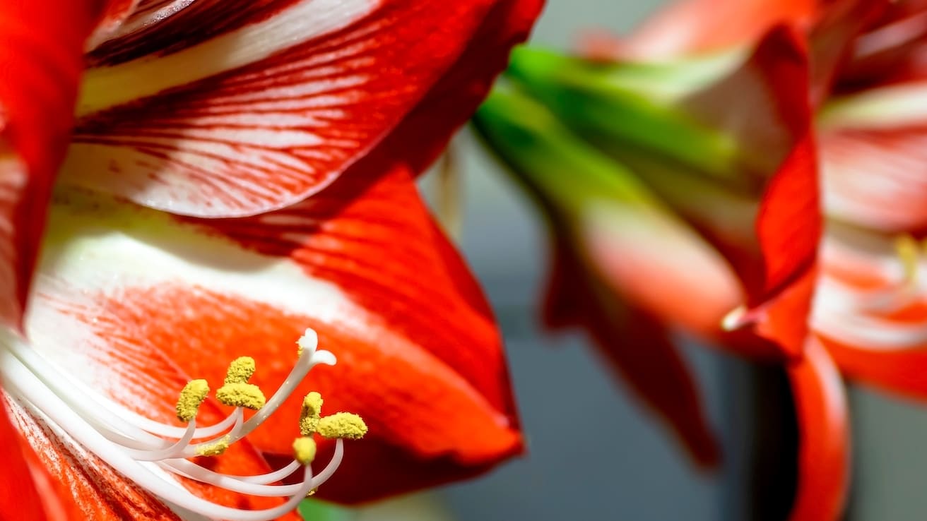 Amarilis, la flor del invierno - Fronda Centros de Jardinería