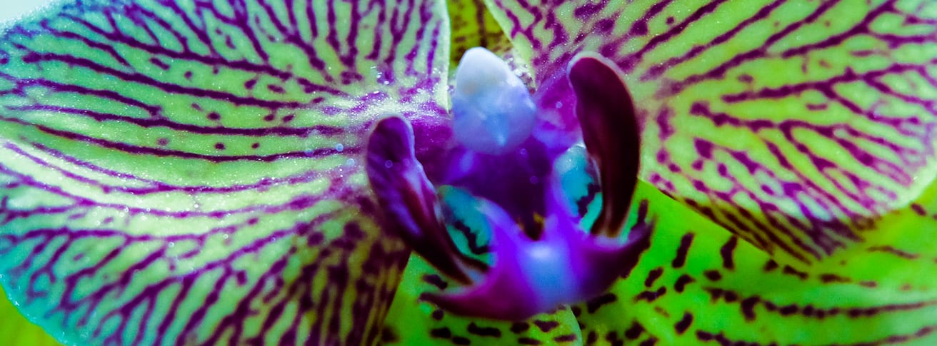 Cuidados de la Orquídea Vanda - Fronda Centros de Jardinería