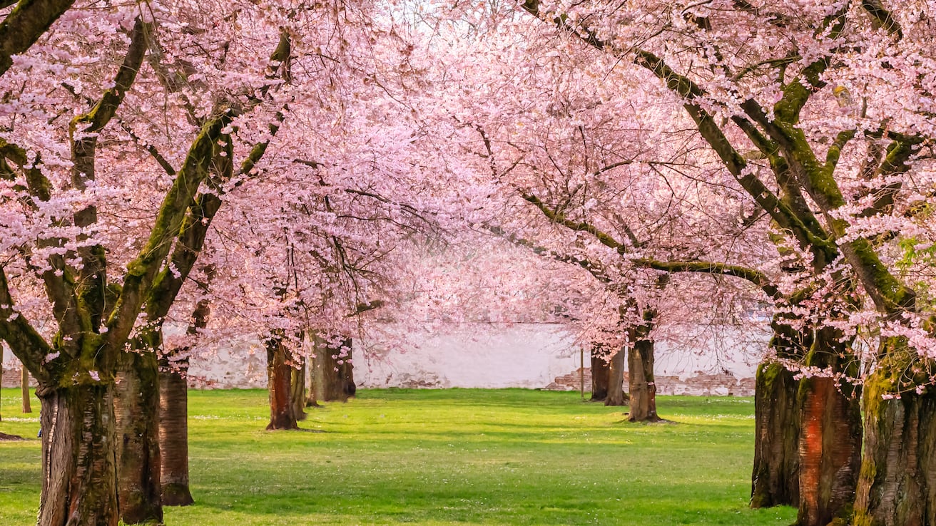 Árboles con una bonita floración. - Fronda Centros de Jardinería