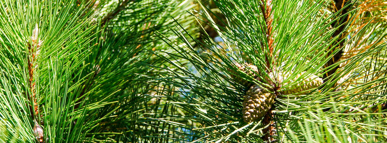 Árboles de hoja perenne - Fronda Centros de Jardinería