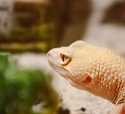 Cómo hacer tu terrario desértico para reptiles