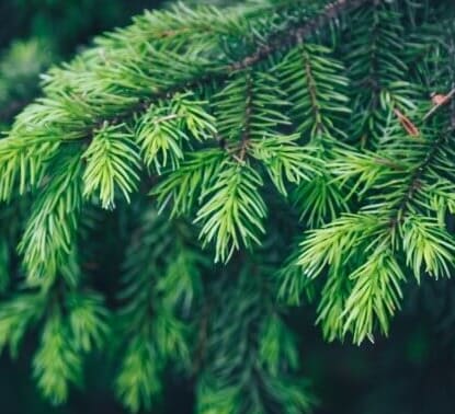 Cuidados del abeto de Navidad