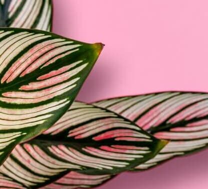 Calatheas: cuidados y consejos