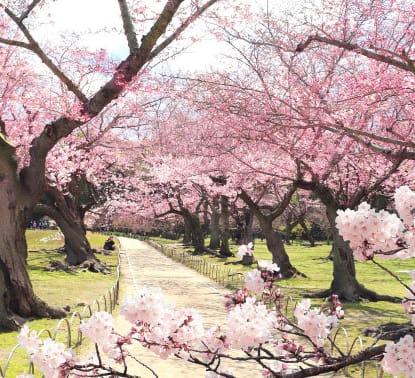 Hanami: la belleza de observar las flores