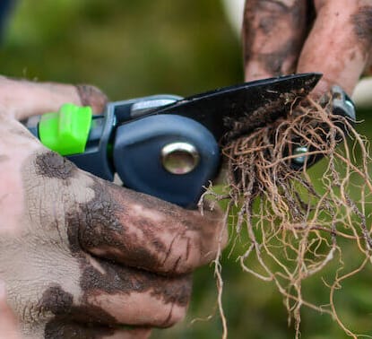 Plant swap, la última tendencia de intercambiar esquejes de plantas