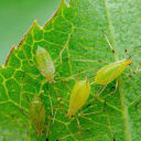 Insecticidas y acaricidas