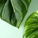 Philodendron