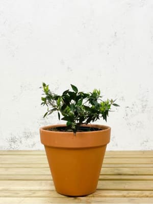 Comprar plantas de exterior: resistentes y con flor | Fronda