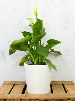 Comprar plantas de interior con flor resistentes | Fronda