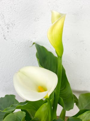 Comprar plantas de interior con flor resistentes | Fronda