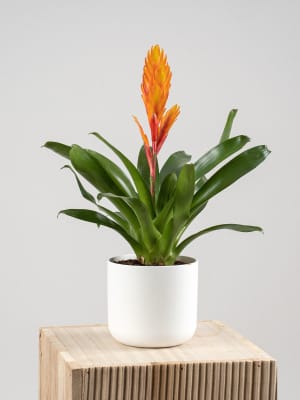 Comprar plantas de interior con flor resistentes | Fronda