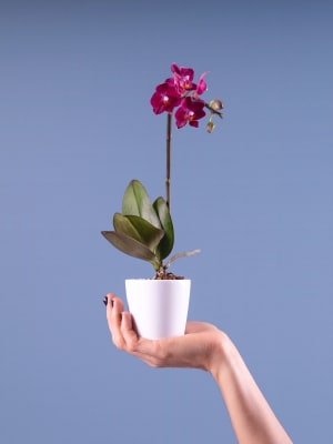 Compra Orquídeas Únicas para Regalo en Fronda Online | Fronda