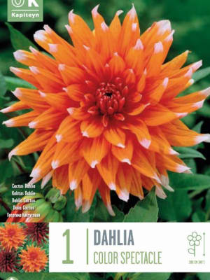 Bulbos Dahlia Color Spectacle Naranja 1ud