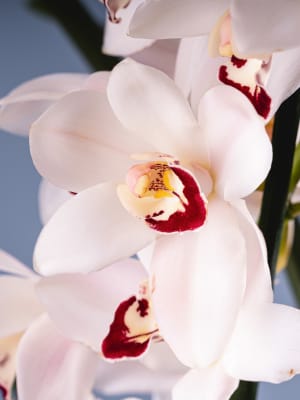 Compra Orquídeas Únicas para Regalo en Fronda Online | Fronda