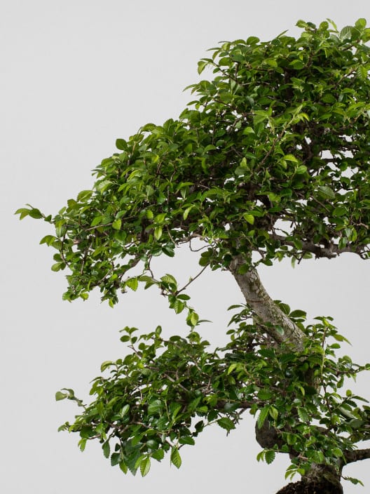 Bonsai Zelkova (Olmo chino parvifolia)