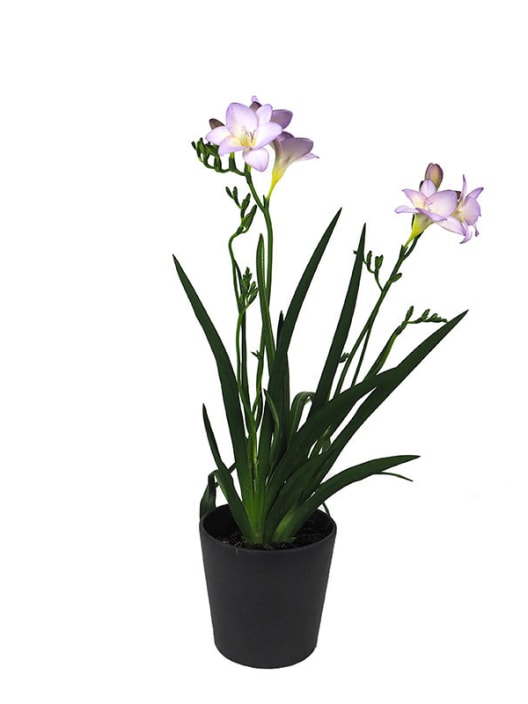 Freesia