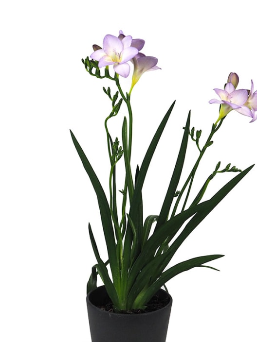 Freesia