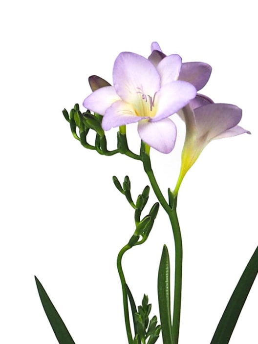 Freesia