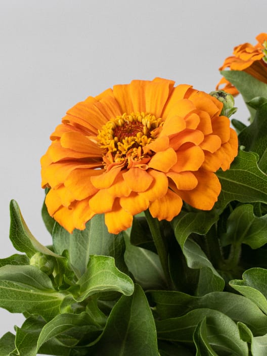 Zinnia elegans