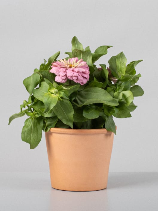 Zinnia elegans