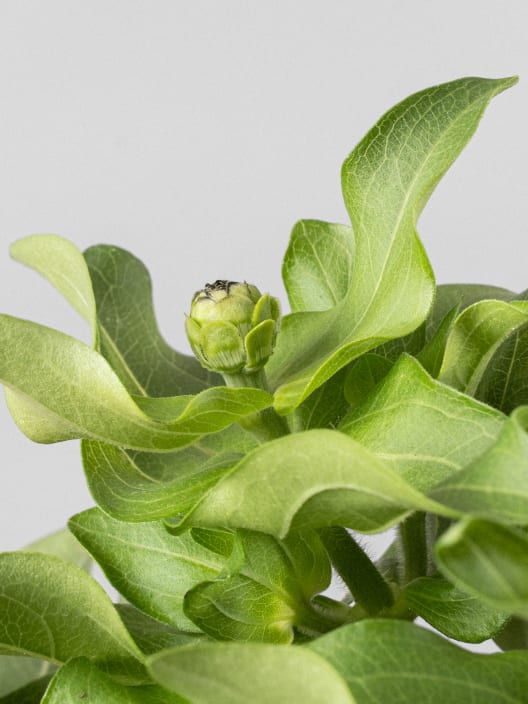 Zinnia elegans