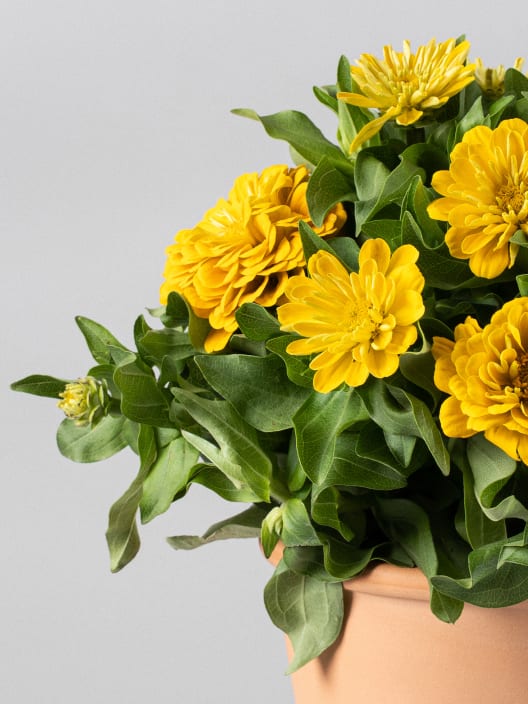 Zinnia elegans