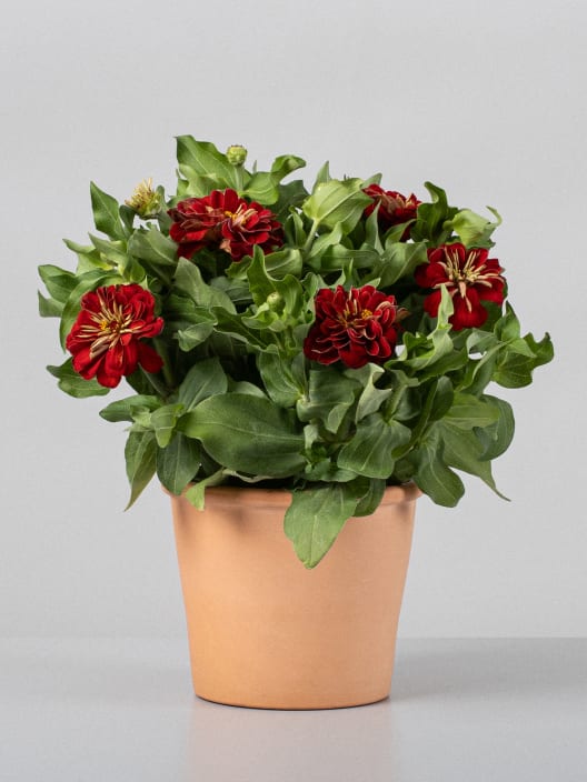 Zinnia elegans