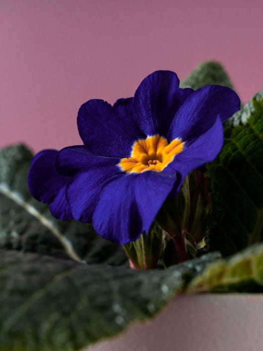 Primula acaulis