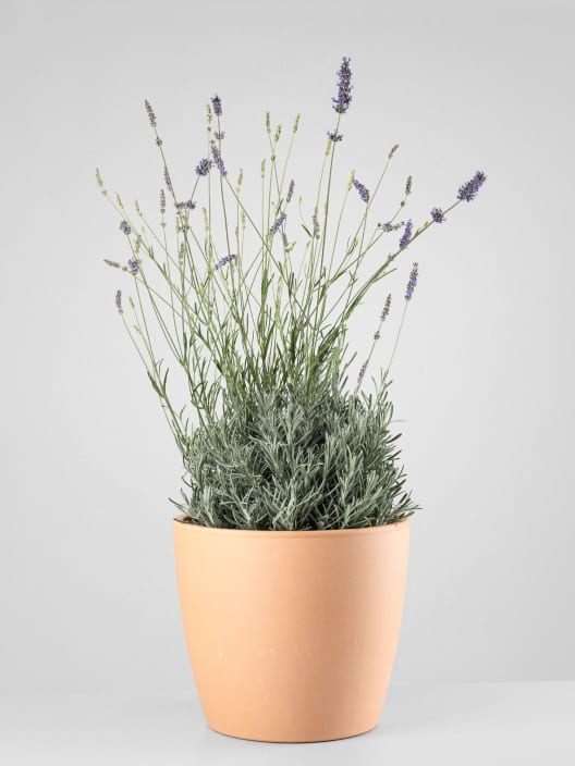 Lavandula angustifolia - Planta aromática