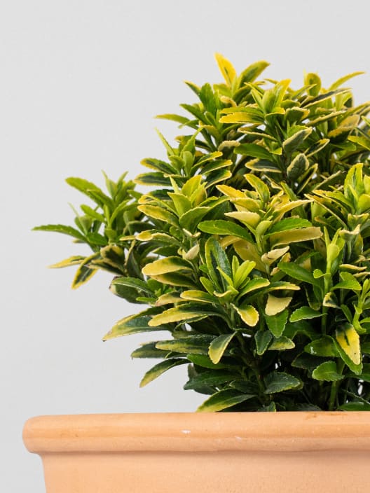 Evónimo enano dorado - Euonymus pulchellus 'Aurea'