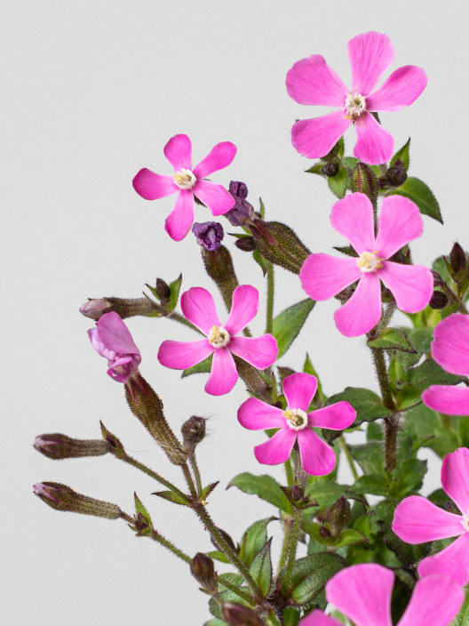 Silene pseudoatocion