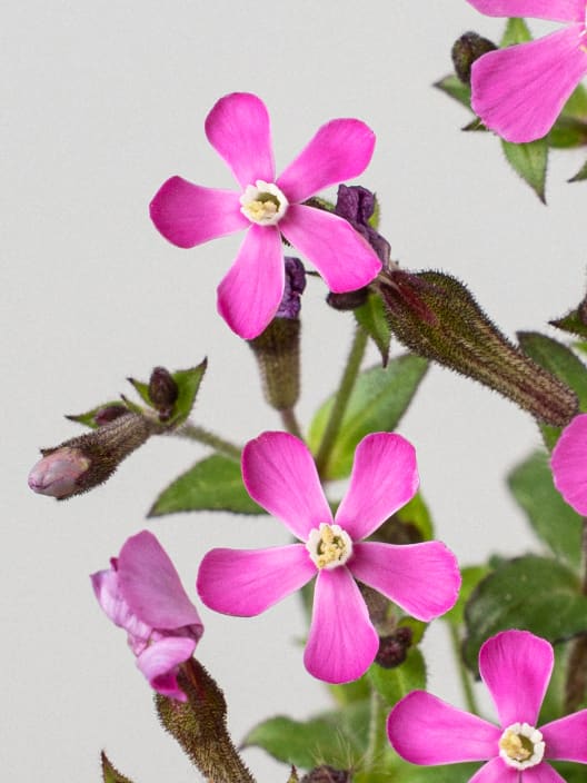 Silene pseudoatocion