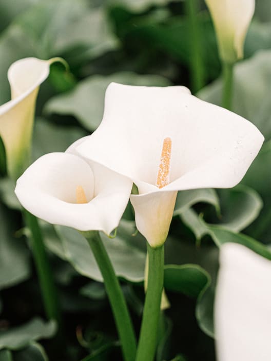 Zantedeschia aethiopica (Cala blanca)