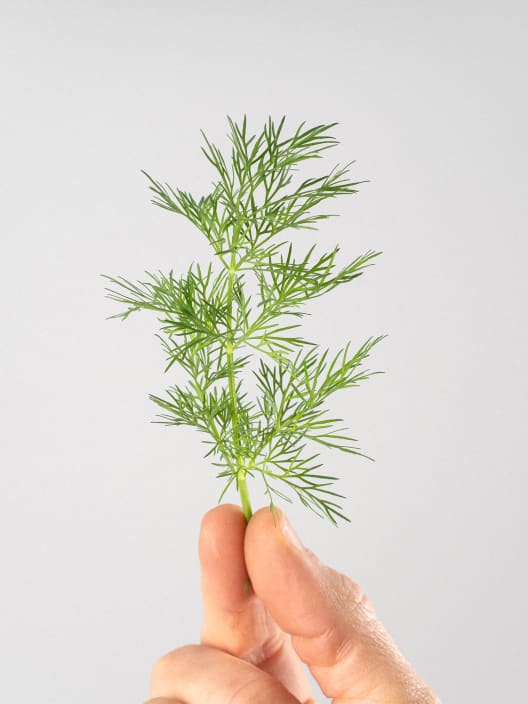 Eneldo (Anethum graveolens) - Planta aromática