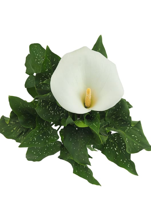 Zantedeschia aethiopica (Cala blanca)