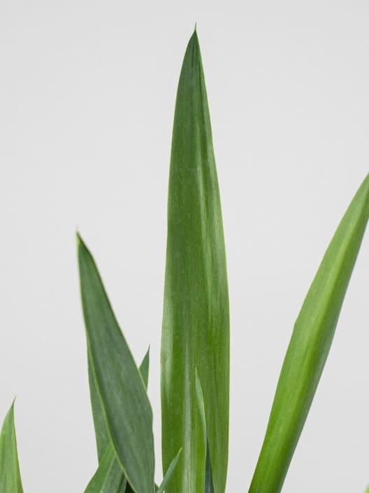 Yucca gigantea