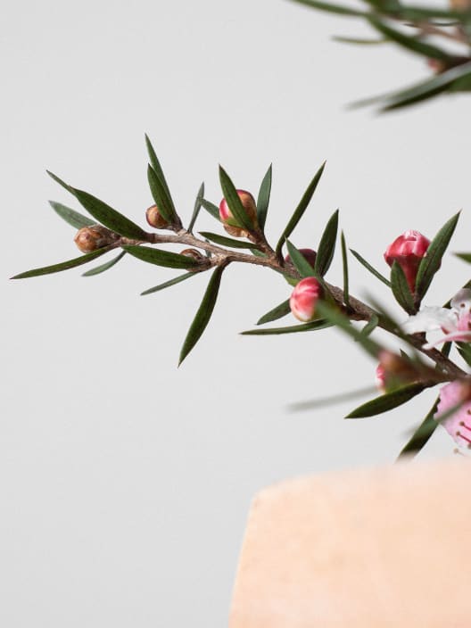 Leptospermo (leptospermum scoparium)