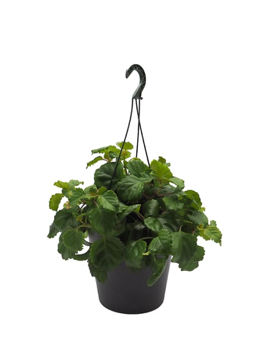 Plectranthus verticillatus - Planta del Dinero