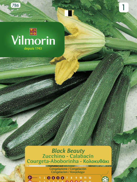 Semilla calabacin black beauty