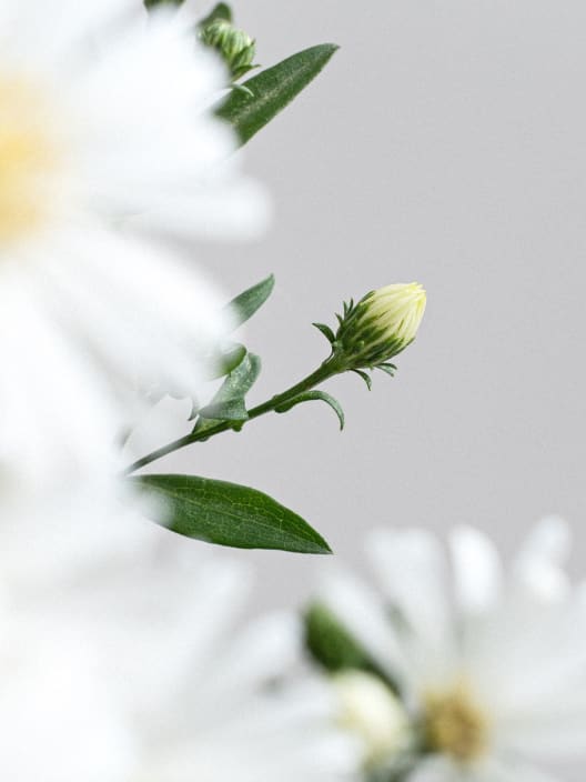 Aster novi-belgii
