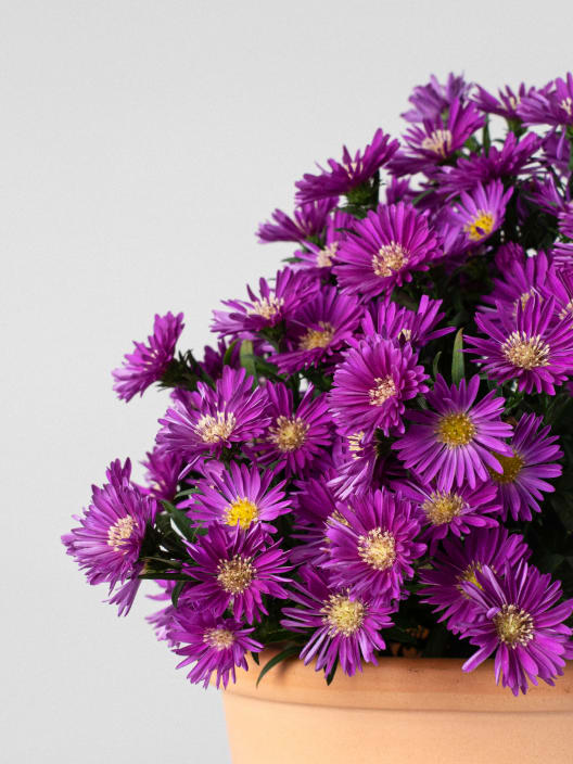Aster novi-belgii