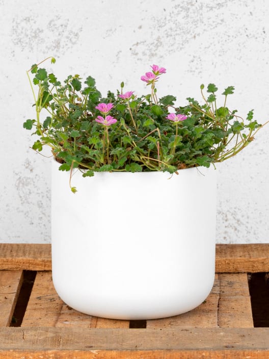 Erodium × variabile 'Bishop's Form'