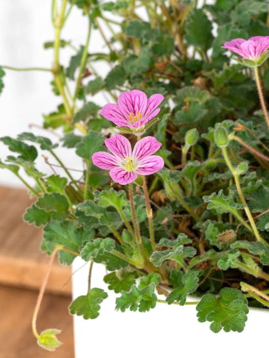 Erodium × variabile 'Bishop's Form'