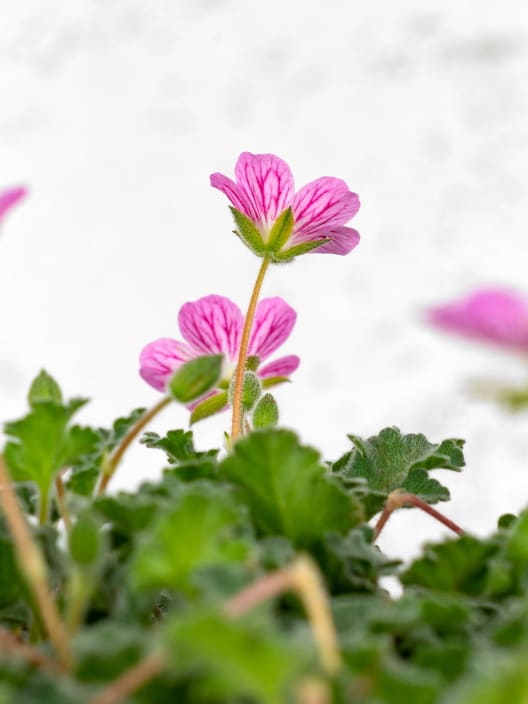 Erodium × variabile 'Bishop's Form'