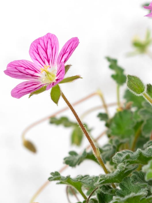 Erodium × variabile 'Bishop's Form'